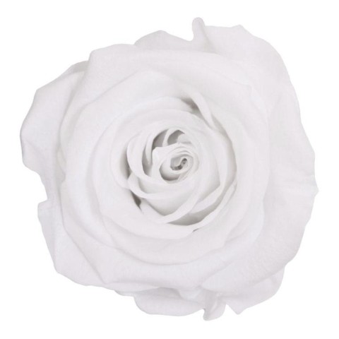 ROSA STANDARD BOX 6 WHITE